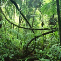 La ley de la selva y la inseguridad jurídica
